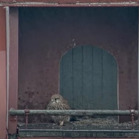 Falke vor seinem Brutkasten (Foto: SWR, SWR)