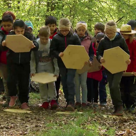 Schulklasse im Wald bei Waldjugendspielen (Foto: SWR)