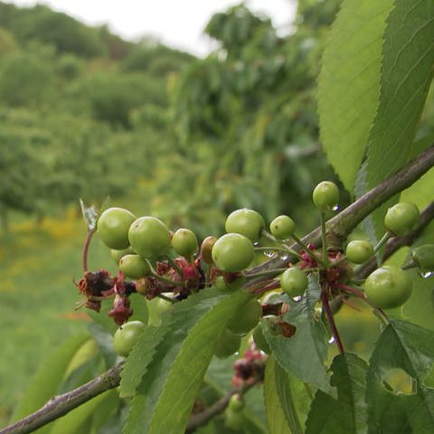 Früchte an Kirschbäumen (Foto: SWR)