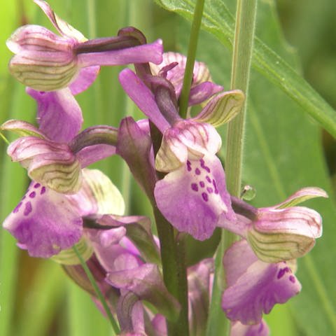 Wildorchidee (Foto: SWR, SWR)