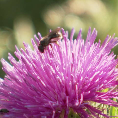 Biene auf einer Distelblume (Foto: SWR, SWR)