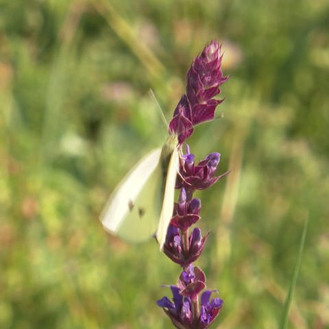 Schmetterling an Lavendel (Foto: SWR, SWR)