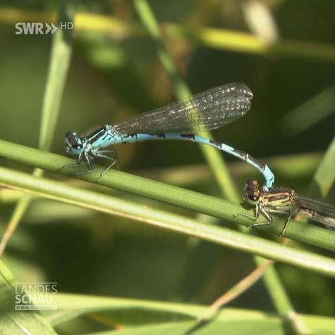 Zwei Libellen (Foto: SWR)