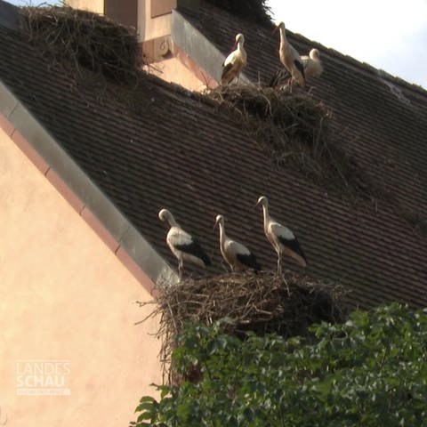 Storche auf einem Dach (Foto: SWR, SWR)