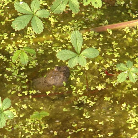 Amphibien im Teich (Foto: SWR)