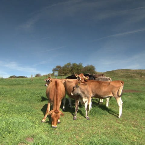Kühe essen auf der Weide (Foto: SWR, SWR)