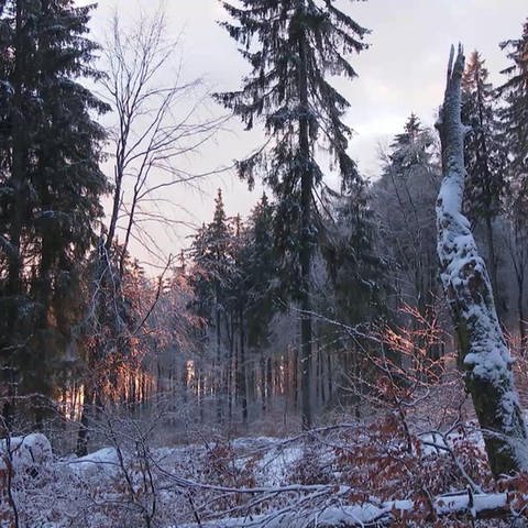 Wald im Winter (Foto: SWR)
