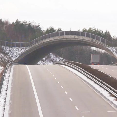 Grünbrücke (Foto: SWR, SWR)