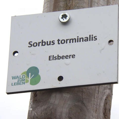 Gepflanzte Sorbus torminalis (Foto: SWR)