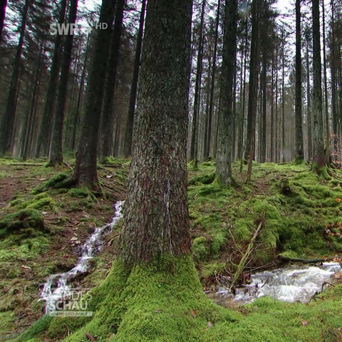 Bäche fließen durch den Wald (Foto: SWR, SWR)