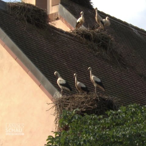 Storche auf einem Dach