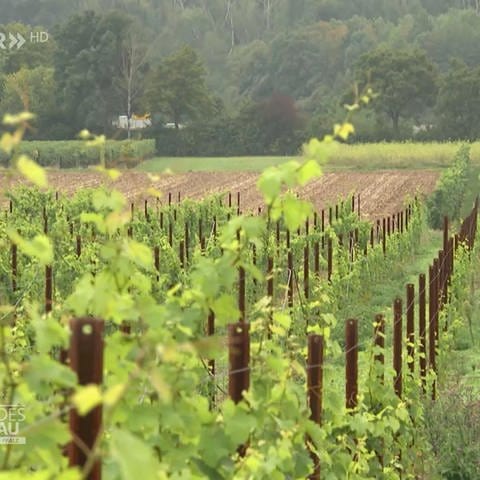 Weinberge in Worms (Foto: SWR)