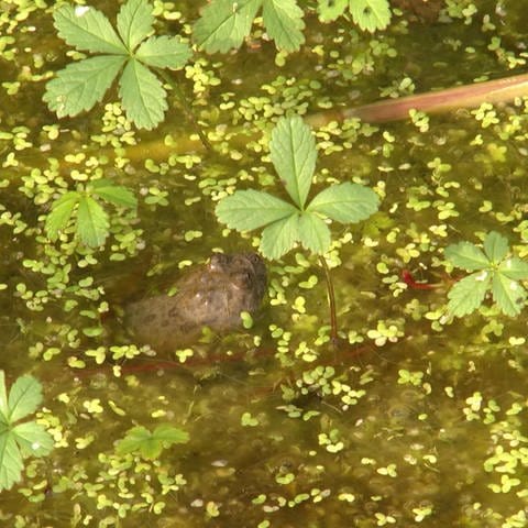 Amphibien im Teich