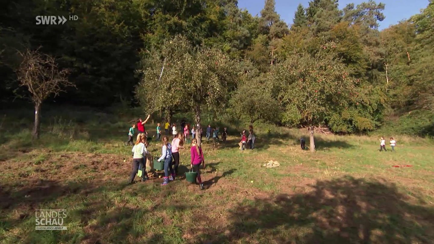 Grundschüler sammeln Äpfel (Foto: SWR)