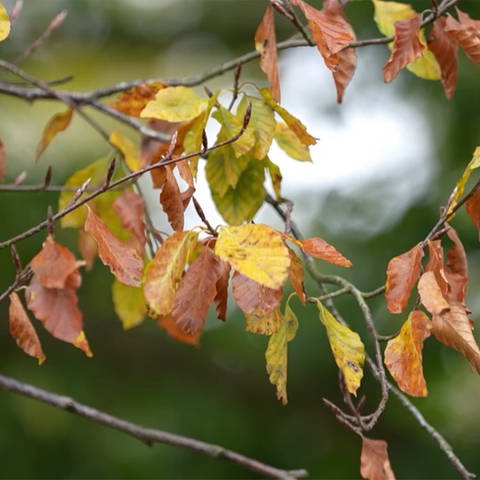 Verfärbte Blätter