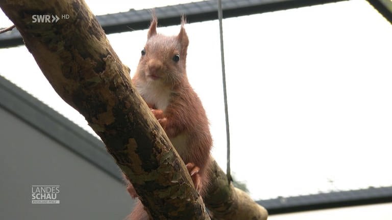 Eichhörnchen (Foto: SWR)
