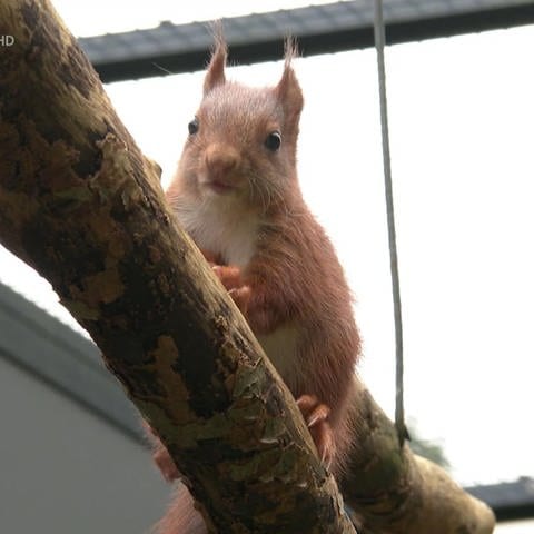 Eichhörnchen (Foto: SWR)