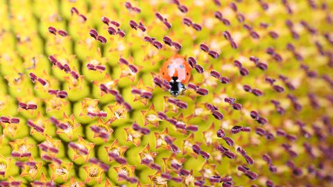 Ein Siebenpunkt-Marienkäfer krabbelt in einem Feld bei Maintal über die Blüten einer Sonnenblume. (Foto: dpa Bildfunk, picture alliance/dpa | Arne Dedert)