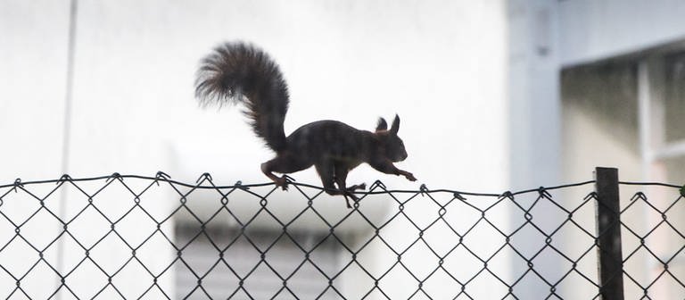 Eichhörnchen wissen genau, wo sie ihre Nüsse, ihr Futter für den Winter, versteckt haben (Foto: dpa Bildfunk, Frank Rumpenhorst)