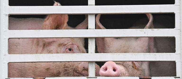 Mastschweine werden in einem Transportcontainer zum Schlachthof gebracht (Symbolbild) (Foto: dpa Bildfunk, picture alliance/dpa/dpa-Zentralbild | Patrick Pleul)