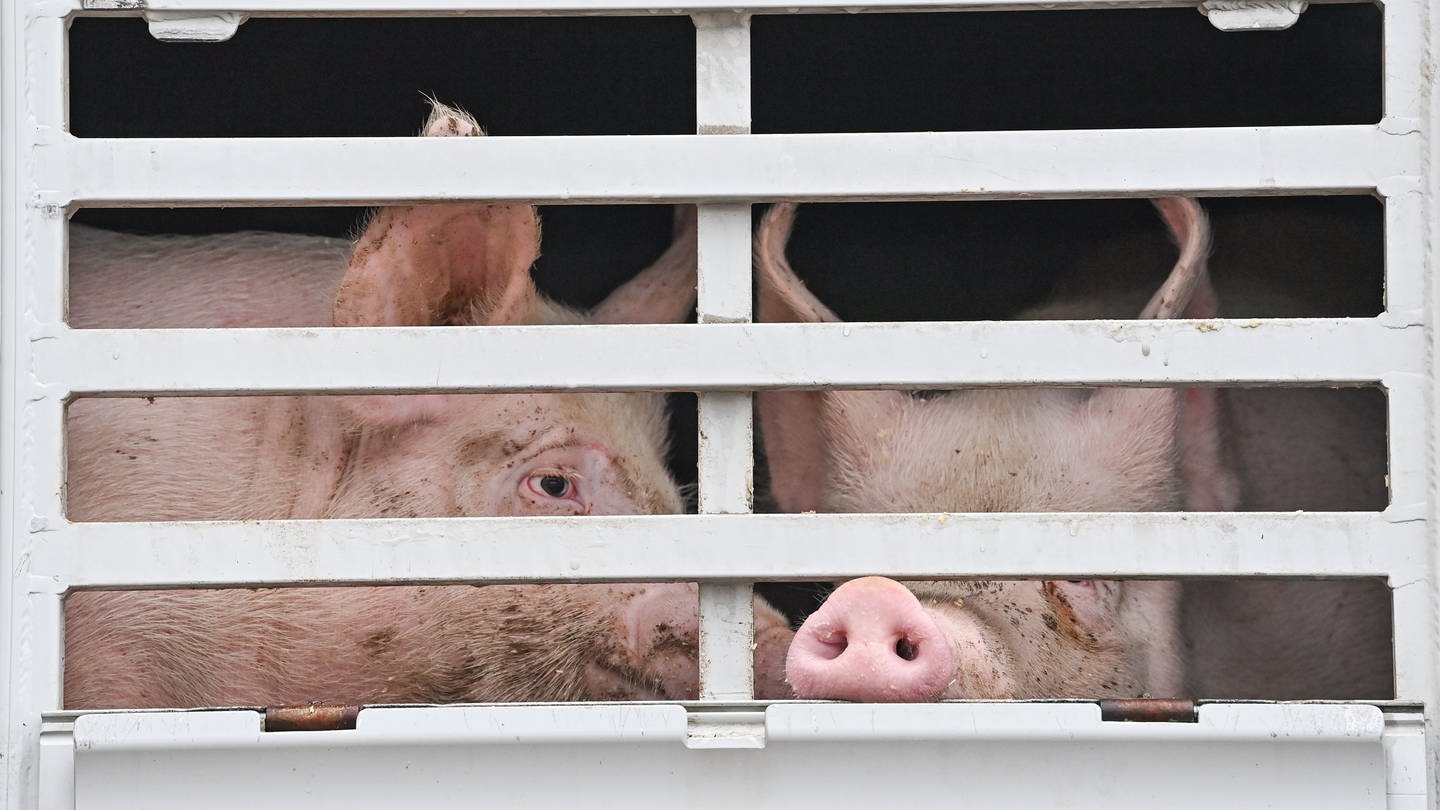 Mastschweine werden in einem Transportcontainer zum Schlachthof gebracht (Symbolbild)