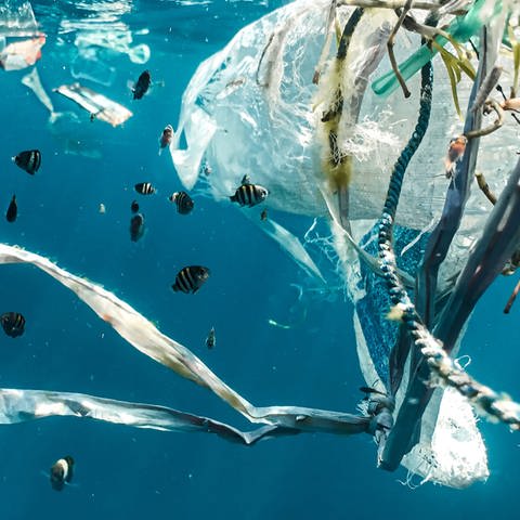 Fische Unterwasser, schwimmen an Plastikmüll vorbei. Plastikmüll verschmutzt die Meere.  (Foto: Naja Bertold Jensen)