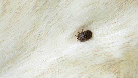 Eine vollgesaugte, dunkle Zecke sitzt auf hellem Fell. Schildzecken, Buntzecken und Hundezecken können zur Gefahr für Haustiere werden. (Foto: Colourbox)