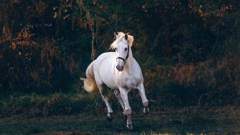 Weißes Pferd rennt am Waldrand entlang. Wer haftet, wenn ein Haustier oder Nutztier einen Unfall verursacht oder ausreißt? (Foto: Unsplash/Helena Lopes)