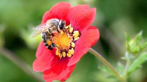Biene - Apis mellifera - bestäubt eine Blüte des Garten Fingerkrauts - Potentilla Flamenco.  (Foto: IMAGO, IMAGO / CHROMORANGE)