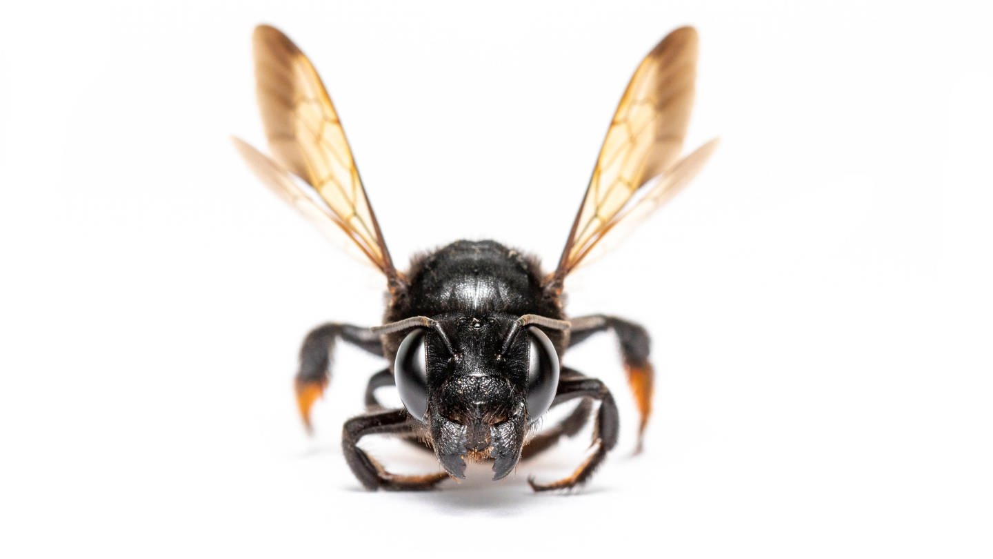 Alternative Bestäungsmöglichkeiten werden gesucht: Biene in Großaufnahme (Foto: IMAGO, IMAGO / YAY Images)