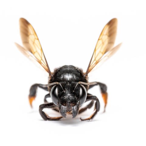 Alternative Bestäungsmöglichkeiten werden gesucht: Biene in Großaufnahme (Foto: IMAGO, IMAGO / YAY Images)