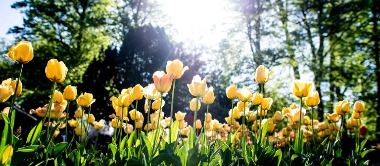 Warme Eisheilge - Klimawandel hat Folgen: Zahlreiche Tulpen in verschiedenen Farben blühen in einem Garten vor der strahlenden Sonne. (Foto: dpa Bildfunk, picture alliance/dpa | Hauke-Christian Dittrich)