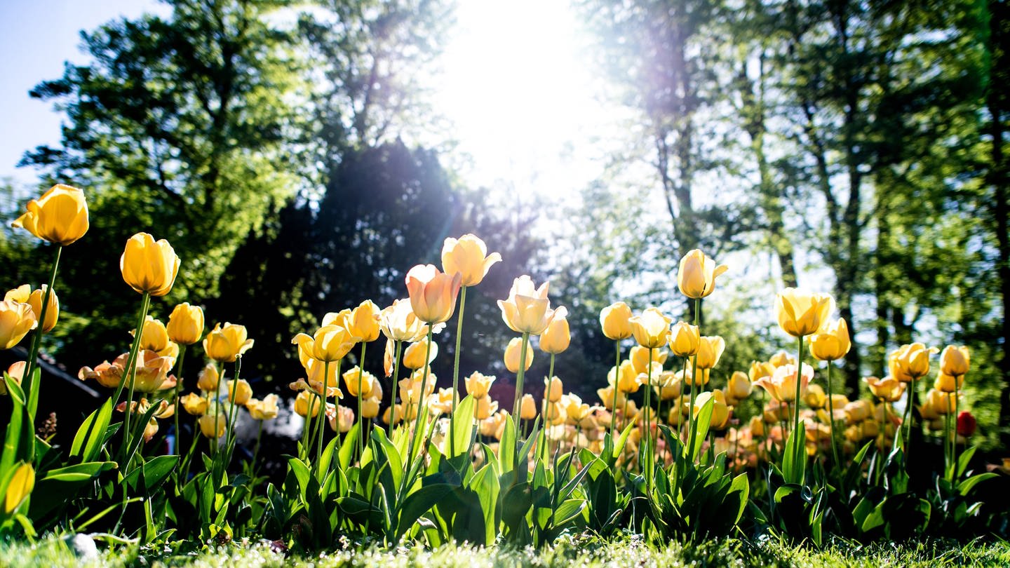 Warme Eisheilge - Klimawandel hat Folgen: Zahlreiche Tulpen in verschiedenen Farben blühen in einem Garten vor der strahlenden Sonne.