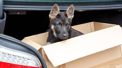 Ein Hundewelpe in einem Pappkarton. (Foto: Getty Images, Getty Images/iStockphoto)