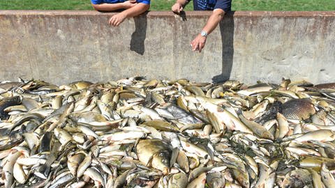 Dramatisches Fischsterben 2015 in der Jagst, ausgelöst durch Ammoniumnitrat. (Foto: dpa Bildfunk, Uwe Anspach/dpa)