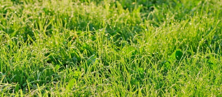 Nahaufnahme von einem gepflegten Rasen. (Foto: Colourbox)