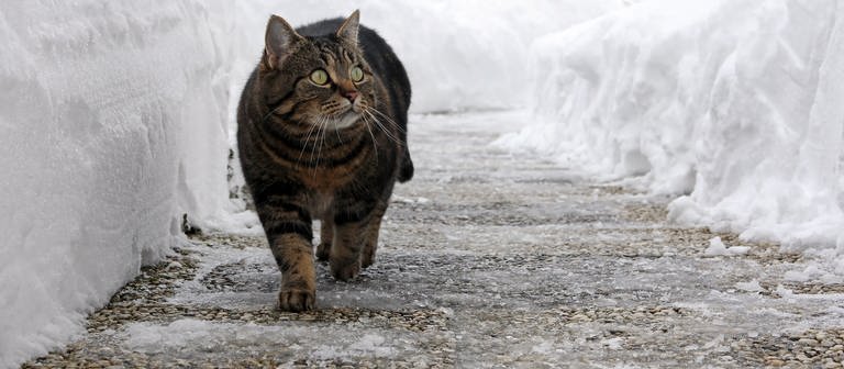 Katze spaziert auf geräumtem Gehweg zwischen Schneehügeln: Für die Pfoten von Haustieren wie Katzen oder Hunde bleibt der Winterspaziergang ohne Streusalz auf den Gehwegen beschwerdefrei. (Foto: Colourbox)