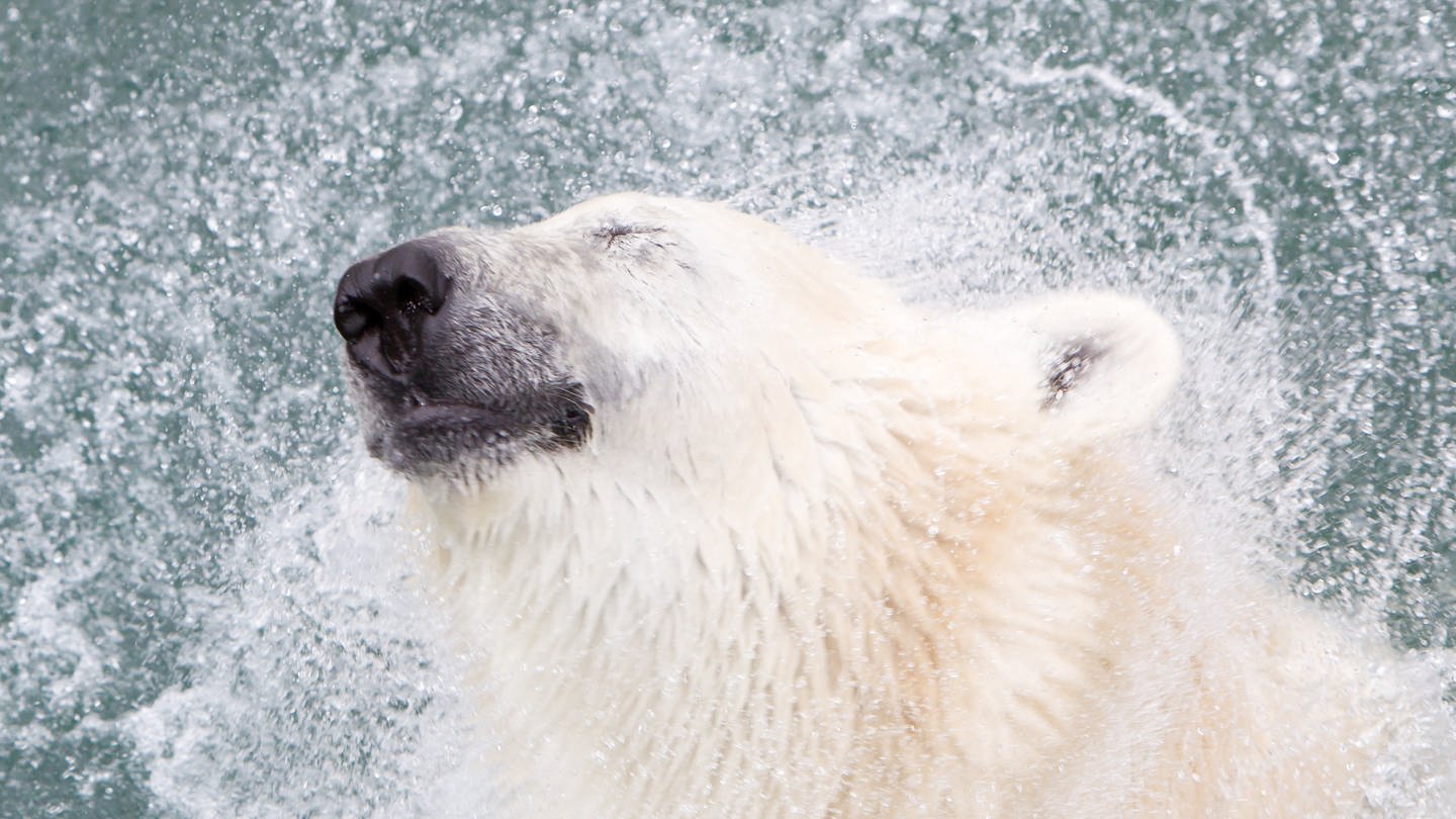 Eisbär im Polarmeer, er droht auszusterben