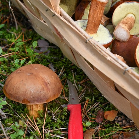 Ein gut gefüllter Pilzkorb steht neben einem Maronen-Röhrling auf dem Waldboden. (Foto: dpa Bildfunk, picture alliance / Patrick Pleul/dpa-Zentralbild/dpa | Patrick Pleul)