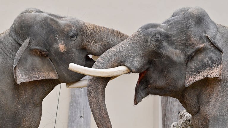 Zwei Elefanten spielen in ihrem Gehege im Tierpark. (Foto: dpa Bildfunk, picture alliance/dpa | Peter Kneffel)