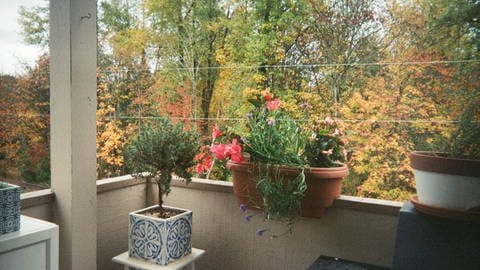 Pflanzen auf einem Balkon im Herbst (Foto: unsplash)