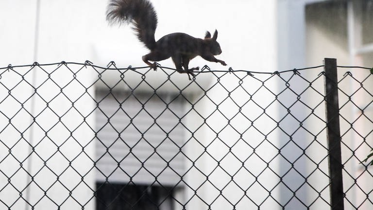 Eichhörnchen wissen genau, wo sie ihre Nüsse, ihr Futter für den Winter, versteckt haben