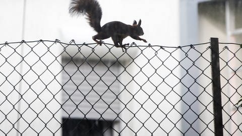 Eichhörnchen wissen genau, wo sie ihre Nüsse, ihr Futter für den Winter, versteckt haben (Foto: dpa Bildfunk, Frank Rumpenhorst)