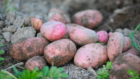 Pinke Kartoffeln (Foto: kieran-murphy-jPJ3GqH_HsE-unsplash)