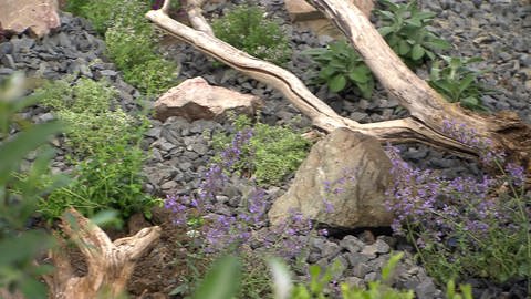 Pflanzen wachsen zwischen Schotter. Ein bestehender Schottergarten kann zum blühenden Garten für Insekten umgestaltet werden. (Foto: SWR)