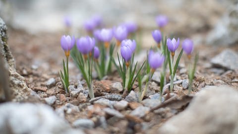 Lilafarbene Krokusse wachsen zwischen Granit-Split. Ein Schottergarten lässt sich zum blühenden Garten umgestalten. (Foto: Unsplash / Raphael Wild)