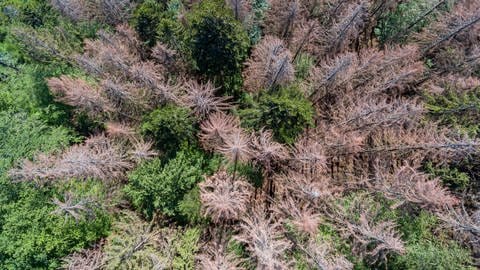 Geschädigte Bäume im Nordschwarzwald - Die Wälder im Südwesten leiden schon seit Jahren unter Wassermangel und sind deshalb anfälliger für Krankheiten und den Borkenkäfer. 
