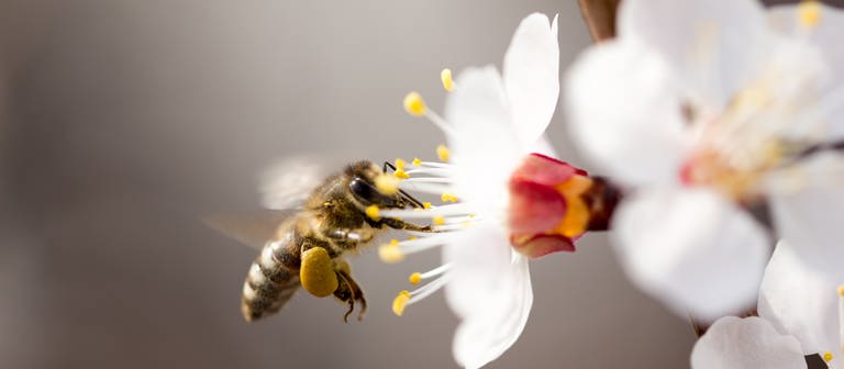 Wildbiene an einer Blüte.  (Foto: Colourbox)