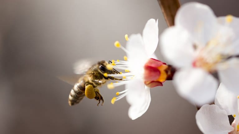 Wildbiene an einer Blüte.  (Foto: Colourbox)