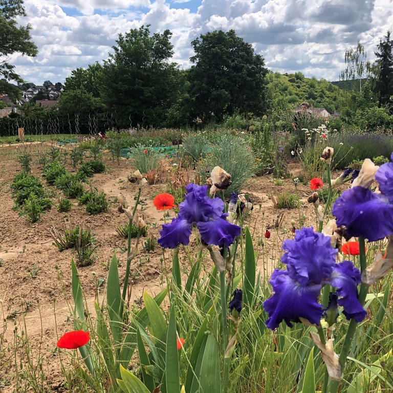 Im Garten von Lore Gräff aus Waldlaubersheim liegen ordentliches Gemüsebeet und wild wachsende Blumenbeete gleich nebeneinander. (Foto: SWR)